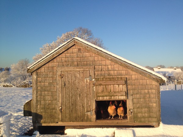 Winter on the farm